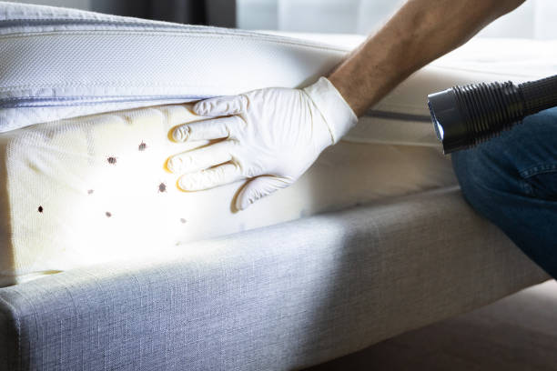 Best Spider Control Near Me  in Wayne City, IL