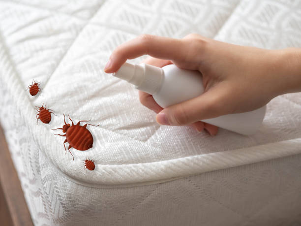 Reliable Wayne City, IL Pest Control Solutions